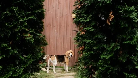 Cute dog beagle waiting at gate for his owner to go for a walk Stock Footage 165798484