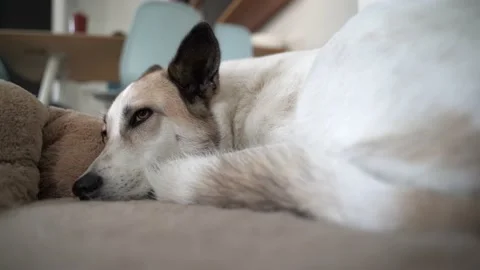 Cute Dog in Bed Video stock 205545801