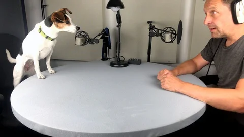 Cute dog being interviewed in tv studio Vídeos de archivo 113284659