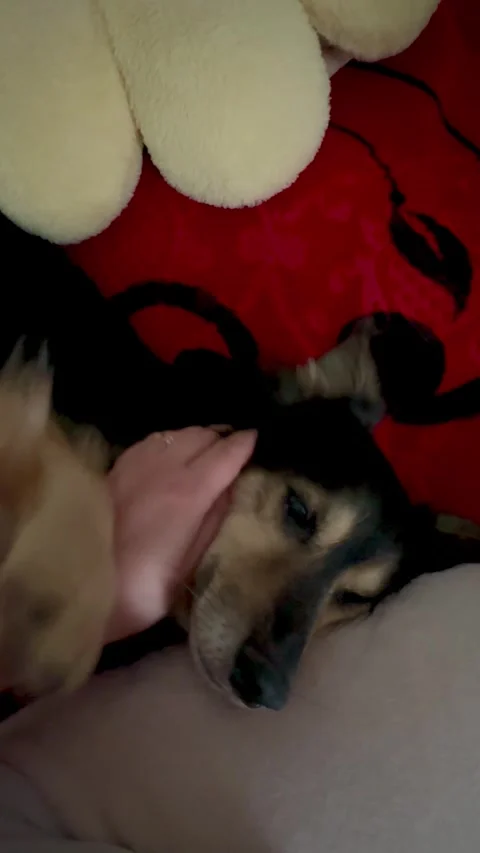 Cute Dog Being Petted On Bed Stock Footage 322782535