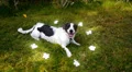 Cute Dog between Flowers HD Footage