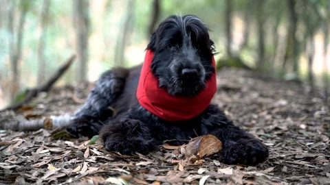 Cute dog biting and playing with a piece of wood, cocker in the forest Video stock 123106093