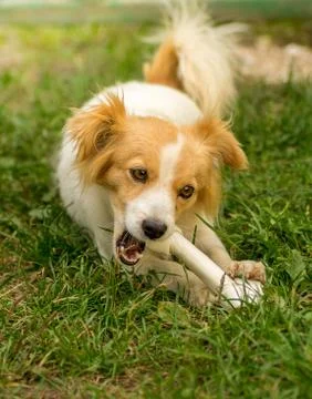Cute dog with a bone Stock Photos