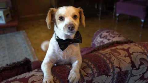 Cute Dog  in a Bow Tie Video stock 94782686