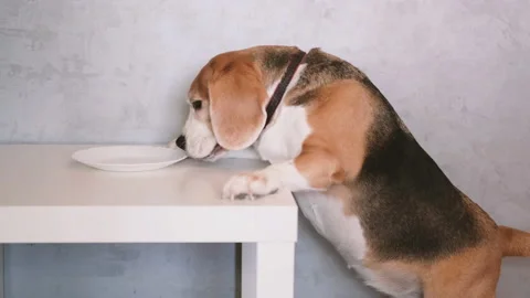Cute dog breed beagle Stock Footage 150108160