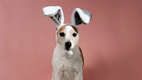 Cute dog in bunny ears in studio Stock Footage 154288974