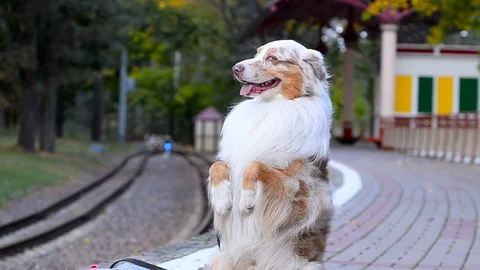 Cute dog in bunny pose on a platform Stock Footage 100685888