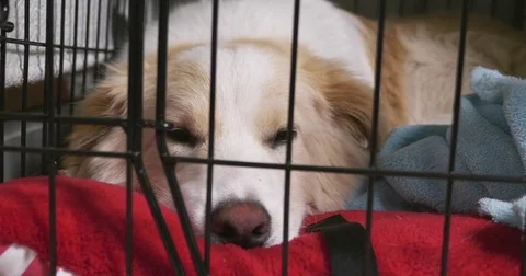 Cute dog in cage Stock Footage 81484974