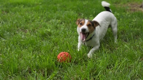 Cute dog calls to play Stock Footage 76005920