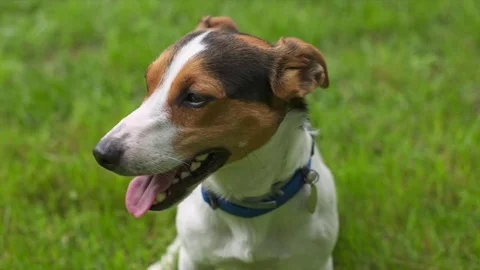 Cute dog calls to play Stock Footage 76005929