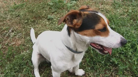 Cute dog calls to play Stock Footage 76010486