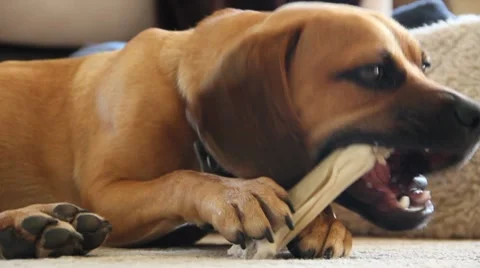 Cute dog chewing on bone 스톡 동영상 7132332