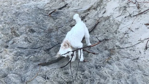 Cute dog chewing branch on the beach 스톡 동영상 80273985