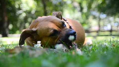 Cute Dog Chewing a Stick Stock Footage 296781884