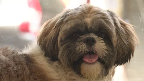 Cute Dog Close-Up Indoors with Soft Lighting Stock Footage 318769474