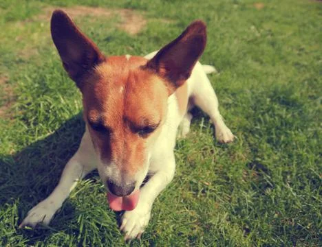 Cute dog close up Stock Photos