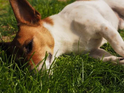 Cute dog close up Stock Photos