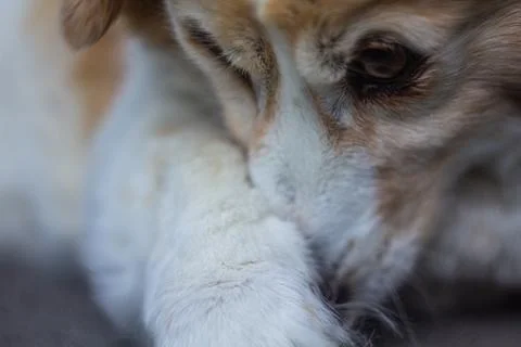 Cute dog close up Photos