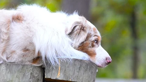 Cute dog closeup Stock Footage 97237551