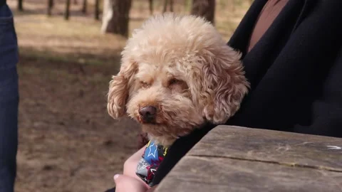 Cute dog closeup Video stock 151646656