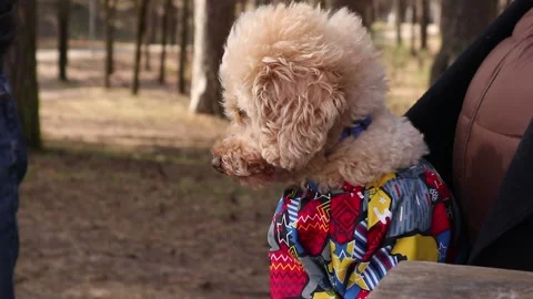 Cute dog closeup Stock Footage 151646661