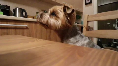 Cute dog closeup Video stock 151898662