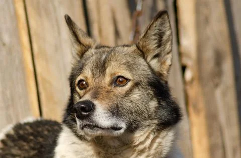 Cute dog closeup Stock Photos