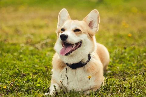 Cute dog corgi couching on the grass Stock Photos