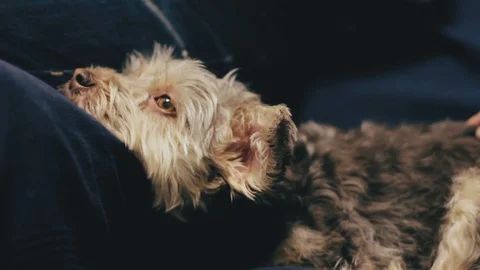 Cute dog on the couch Stock Footage 85604862