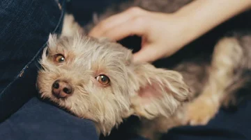 Cute dog on the couch Stock Footage 85604886