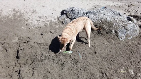 Cute dog digs sand on beach Video stock 112037697