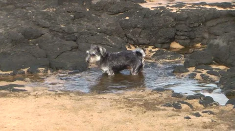 Cute Dog Drinking From Tidepool High Angle Stock Footage 1042832