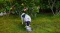 Cute Dog Drinks Milk HD Footage