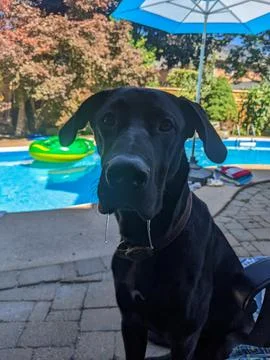 A cute dog drools while looking at the camera in the backyard Foto stock