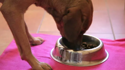 Cute dog eating Video stock 56607473