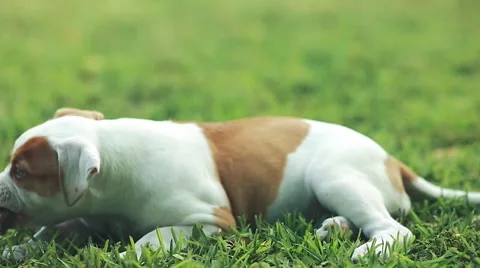 Cute dog eating grass out on a beautiful day Stock Footage 49726535