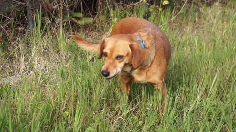 Cute dog eats green grass in the field. Stock Footage 128609555