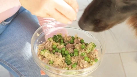 Cute dog eats natural food . 動画素材 80313327