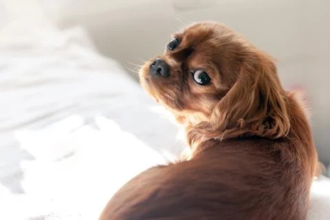 Cute dog ejoying sunlight Stock Photos