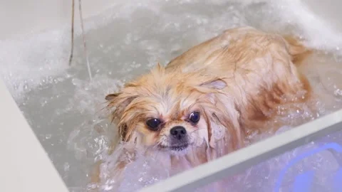 Cute dog enjoying bath in soapy water while relaxing in bathtub Stock Footage 301591076