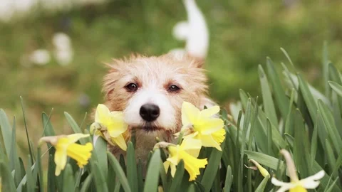 Cute dog face looking through the easter flowers and wagging tail in spring 스톡 동영상 269419660