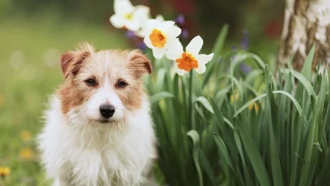 Cute dog face looking through the easter flowers, spring background Stock Footage 269419738