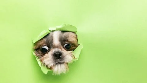 Cute dog face peeking out from behind torn green paper. Little playful Shih Tsu Stock Photos
