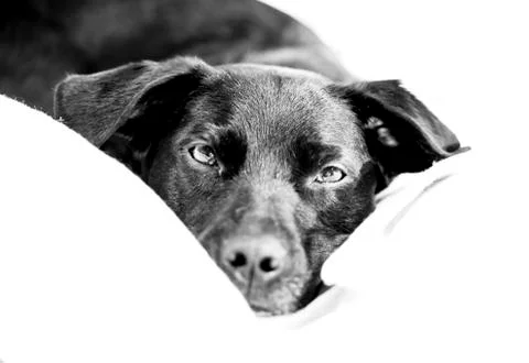 Cute dog face Stock Photos