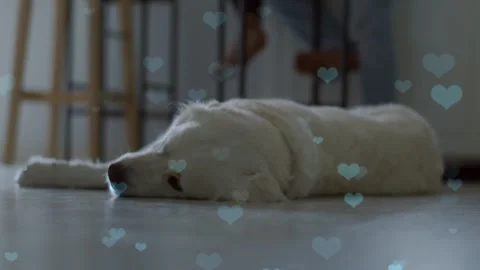 Cute Dog with Falling Blue Hearts, Symbol of Love and Affection Stock Footage 330241995