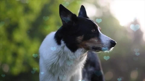 Cute Dog with Falling Blue Hearts, Symbol of Love and Affection Stock Footage 330242519