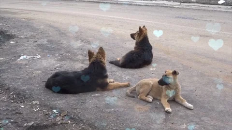 Cute Dog with Falling Blue Hearts, Symbol of Love and Affection Video stock 330242538