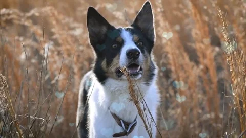 Cute Dog with Falling Blue Hearts, Symbol of Love and Affection Stock Footage 330242558