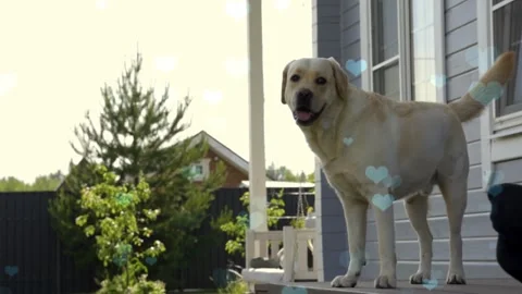 Cute Dog with Falling Blue Hearts, Symbol of Love and Affection Stock Footage 330242802