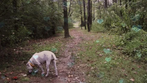 Cute Dog with Falling Blue Hearts, Symbol of Love and Affection Stock-Footage 330243716